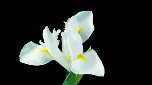 Tid förflutit av blommande vit iris på en svart bakgrund, vacker vit blomma video 4k — Stockvideo