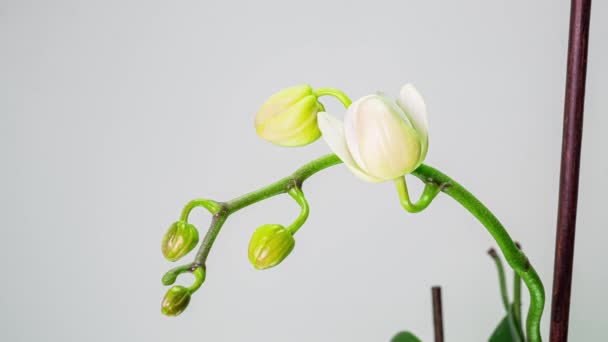 Time-lapse of opening orchid flowers on white background. Wedding backdrop, Valentines Day. 4K video — Stock Video