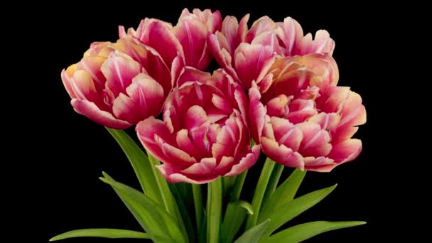 Sette tulipani di spugna di colore bordeaux. Isolato su sfondo nero. Scadenza temporale — Video Stock