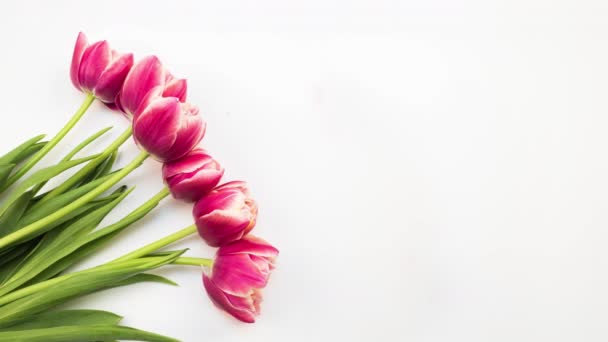 チューリップ。白い背景に鮮やかなピンク色の縞模様のカラフルなチューリップの花のタイムラプス。春の花の開花、クローズアップの時間経過チューリップ束。休日の花束。おめでとうございます。 — ストック動画
