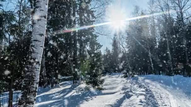 Сніг падає природа лісових дерев пейзаж на білому сонячному зимовому денному настрої. Легкий і яскравий снігопад холодний час, відео-цикл, кінематограф — стокове відео