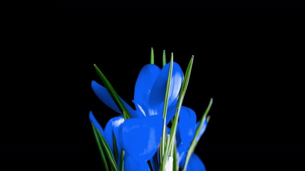 Timelapse de flor de azafrán azul floreciendo sobre fondo negro, canal alfa — Vídeos de Stock