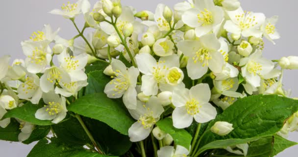 Timelapse de flor de jasmim branco florescendo em um fundo preto. Belo buquê de flores brancas de jasmim. Fecha. 4K. Primavera, Páscoa, dia das mulheres — Vídeo de Stock