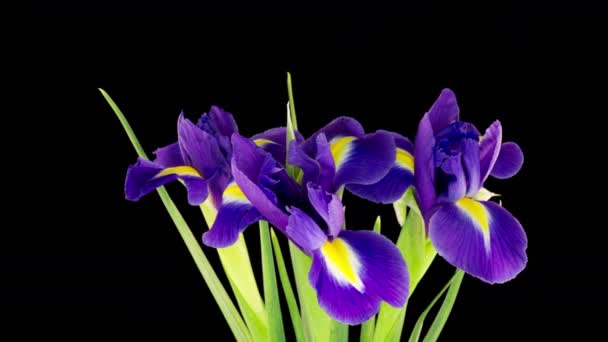 Bouquet of blue irises bloom on a black background, time lapse — Stock Video