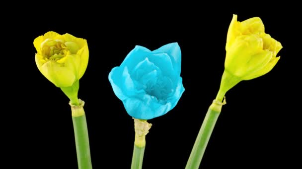 Bukett med gula och blå påskliljor. Narcissus. Blommande av vackra gula blommor pÃ ¥svart bakgrund, Påsklilja. Timelapse. 4K. bröllop bakgrund, Alla hjärtans dag, Mammas dag, vår, påsk. — Stockvideo