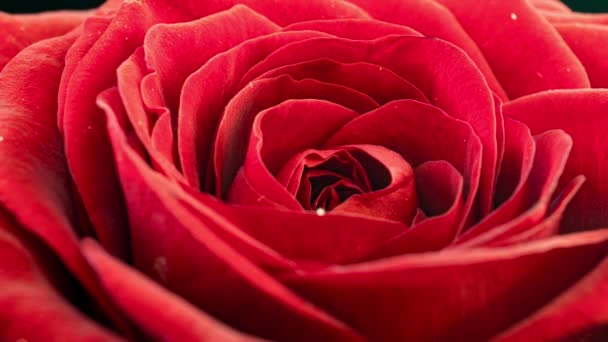 La rosa roja florece en el lapso de tiempo. Delicada flor de rosa sobre un fondo negro. Fondo floral suave y ligero. Timelapse. Macro. Fondo de la boda, día de San Valentín, día de la madre, primavera, Pascua — Vídeo de stock