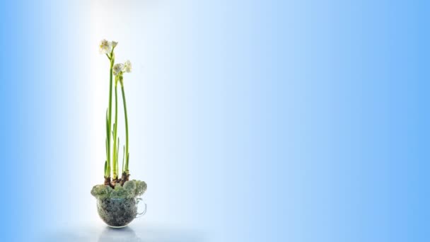 Narcis. Prachtig boeket bloeiende narcissen van dichtbij. Bloeiende witte bloemen. Timelapse op blauwe achtergrond. Daffodil. 4K. Vakantie, Liefde, verjaardag, Pasen, Voorjaarsconcept — Stockvideo