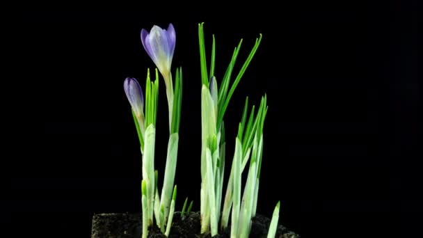 Timelapse de várias flores de crocos violetas crescem, florescendo e desaparecendo no fundo preto. Primavera, prímula, Páscoa. Flores emergem da neve. — Vídeo de Stock