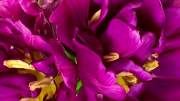 Bouquet of burgundy double tulips. Isolated over black background. Time lapse — Stock Video