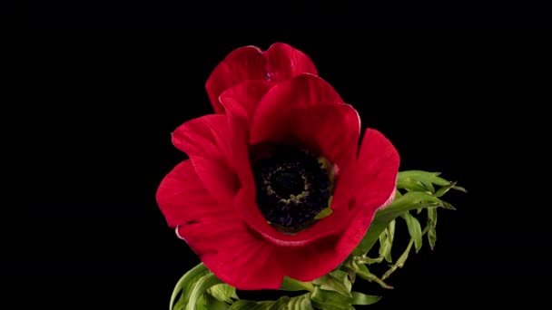 La anémona roja florece sobre un fondo negro, lapso de tiempo — Vídeos de Stock