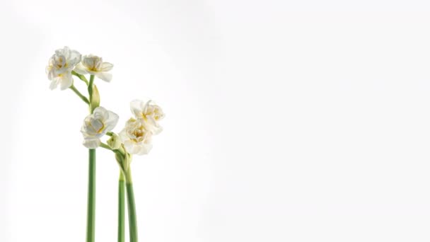 Narziss. Blühende gelbe Blüten Zeitraffer auf weißem Hintergrund, Narzissen. 4K — Stockvideo