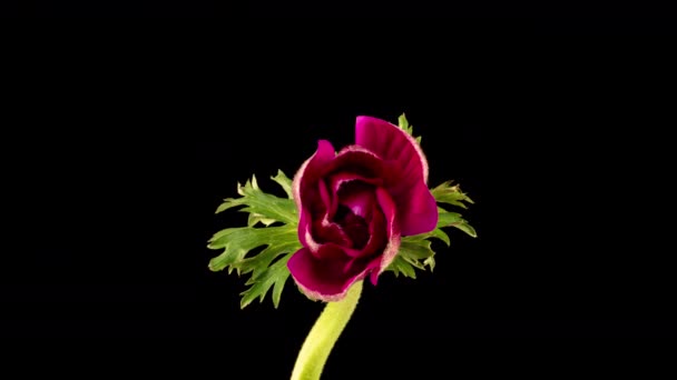 赤アネモネは黒の背景、時間の経過、アルファチャンネルに咲きます。4kビデオ。バレンタインデー母の日春休み愛誕生日イースターのコンセプト — ストック動画