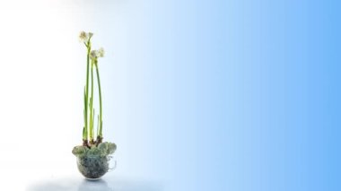 Narcissus. Çiçek açan nergislerden oluşan güzel buket kapanıyor. Çiçek açan beyaz çiçekler. Mavi arka planda zaman ayarlı. Nergis. 4 bin. Tatil, Aşk, Doğum günü, Paskalya, Bahar konsepti
