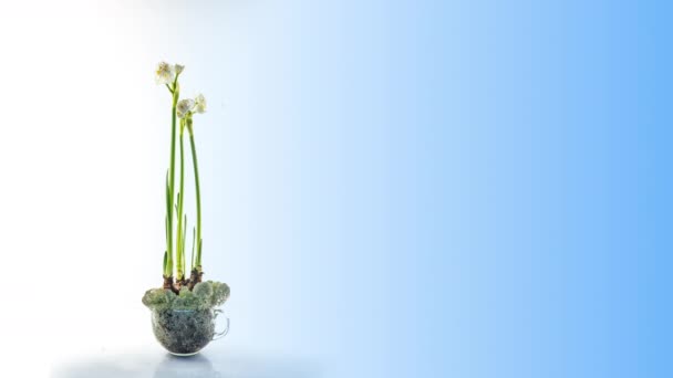 Narciso. Hermoso ramo de narcisos florecientes de cerca. Flores blancas florecientes. Timelapse sobre fondo azul. Narciso. 4K. Vacaciones, Amor, cumpleaños, Pascua, Concepto de primavera — Vídeos de Stock