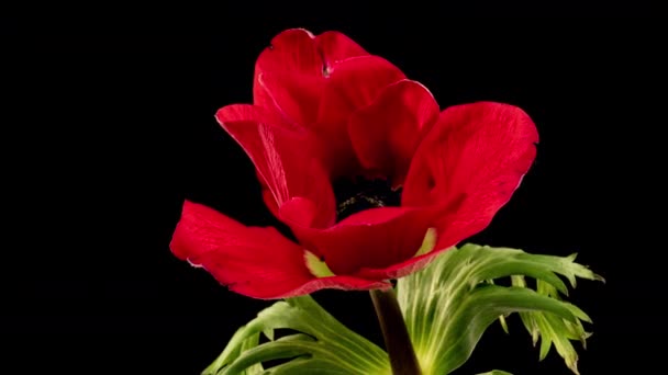 Anémone rouge fleurit sur un fond noir, laps de temps — Video