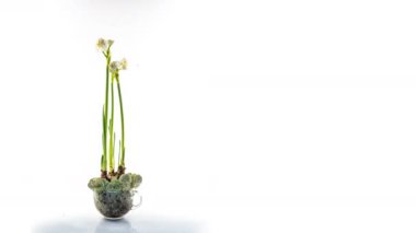 Narcissus. Çiçek açan nergislerden oluşan güzel buket kapanıyor. Çiçek açan beyaz çiçekler. Beyaz arka planda zaman ayarlı. Nergis. 4 bin. Tatil, Aşk, Doğum günü, Paskalya, Bahar konsepti
