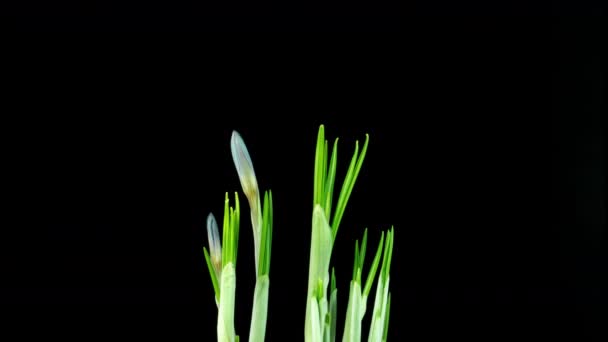 Timelapse of several violet crocus flowers grow, blooming and fading on black background. Весна, первоцвет, Пасха. Цветы появляются из снега. — стоковое видео