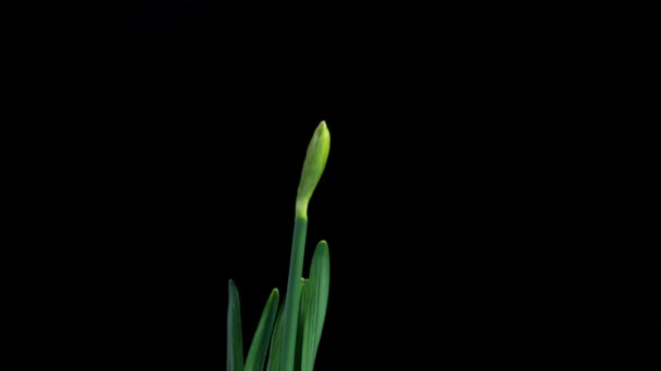 Narcis. Kvetoucí krásné žluté květy na černém pozadí, Daffodil. Načasování. 4K. svatební pozadí, Valentýn, Den matek, jaro, Velikonoce. — Stock video