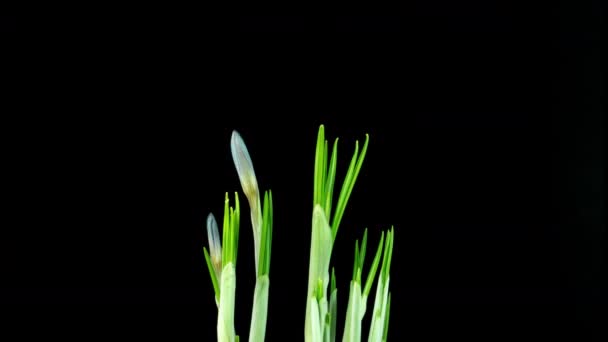 Timelapse de várias flores de crocos violetas crescem, florescendo e desaparecendo no fundo preto. Primavera, prímula, Páscoa. Flores emergem da neve. — Vídeo de Stock