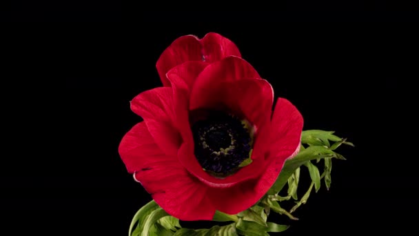 Rode anemoon bloeit op een zwarte achtergrond, time lapse — Stockvideo