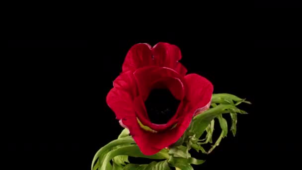 Rode anemoon bloeit op een zwarte achtergrond, time lapse — Stockvideo