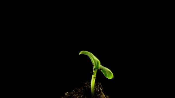 Crescer pepino verde lapso de tempo da planta. Timelapse sementeira crescente, Closeup natureza agricultura atirar. Crescimento de vegetais a partir do solo. — Vídeo de Stock