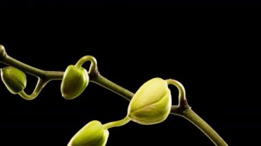 Siyah arkaplanda üç orkide çiçeğinin açılması zaman aşımı 4K