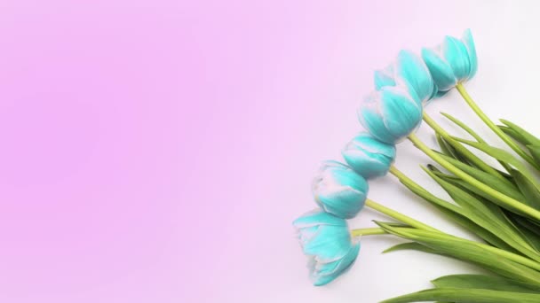 Тюльпани. Тімелапс яскраво-рожевих смугастих різнокольорових тюльпанів квітка, що цвіте на білому тлі. Час тюльпанів букет весняних квітів, що відкриваються крупним планом. Святковий букет. Вітання фон — стокове відео