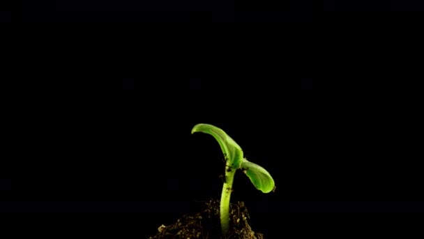 Растущий зеленый огурец растение время истекает. Сроки выращивания семян, природа, культура. Прорастание овощей из земли. — стоковое видео