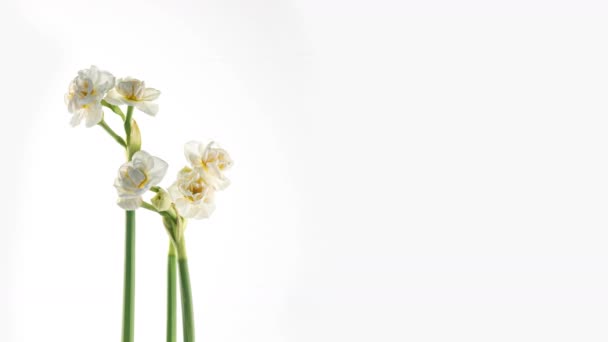 Narcissus. Blomstrende gule blomster Time Lapse på hvid baggrund, Daffodil. 4K – Stock-video