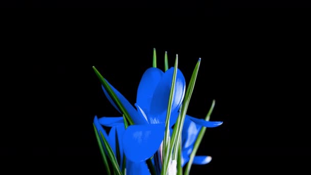 Timelapse van blauwe krokus bloem bloeien op zwarte achtergrond, alfa kanaal — Stockvideo