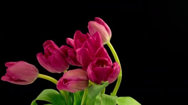Открытие красивого большого букета розового цветка тюльпанов на черном фоне. Весной. Праздник. Праздник, любовь, день рождения Timelapse. Закрывай. 4K — стоковое видео