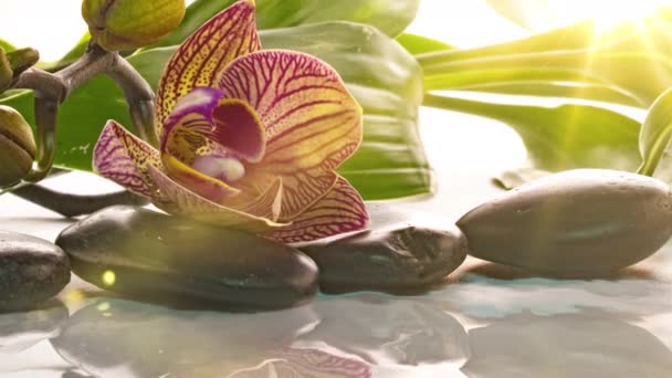 Orchid blooms near stones with reflection in water, time lapse, macro photography, spa concept, zen — Stock Video