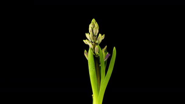 4K Time Lapso de crecimiento y apertura de flor de jacinto rosa, aislado sobre fondo negro. Tiempo-lapso de apertura de los brotes de flores. — Vídeos de Stock