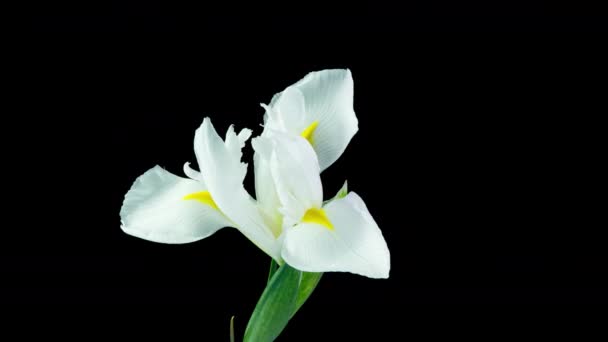 Lasso di tempo di fioritura iride bianca su uno sfondo nero, bellissimo video di fiori bianchi 4k — Video Stock