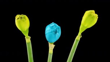 Sarı ve mavi nergis buketi. Narcissus. Siyah arka planda güzel sarı çiçekler açıyor, nergis çiçeği. Zaman ayarlı. 4 bin. düğün geçmişi, sevgililer günü, anneler günü, bahar, paskalya.