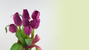 Beyaz arka planda pembe lale çiçeğinin güzel büyük buketinin açılışı. İlkbahar. Tatil günü. Kutlama, Paskalya, Aşk, Doğum günü Zamanı. Kapatın. 4K