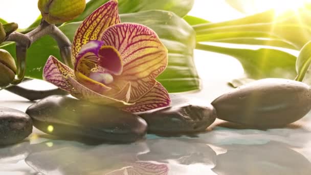 Flores de orquídeas perto de pedras com reflexão na água, lapso de tempo, macrofotografia, conceito de spa, zen — Vídeo de Stock