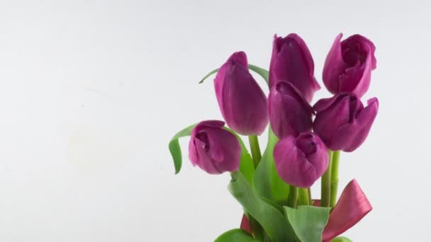 Άνοιγμα της όμορφης μεγάλο μπουκέτο από ροζ τουλίπες λουλούδι σε λευκό φόντο. Άνοιξη. Διακοπές. Γιορτή, Πάσχα, Αγάπη, Γενέθλια Timelapse. Κλείσε. 4K — Αρχείο Βίντεο
