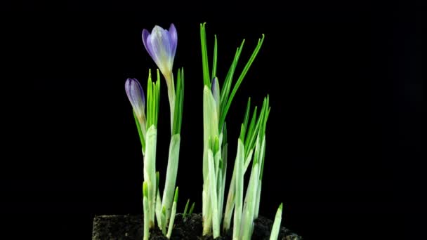 Timelapse of several violet crocus flowers grow, blooming and fading on black background. Весна, первоцвет, Пасха. Цветы появляются из снега. — стоковое видео