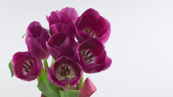 Otwarcie pięknego dużego bukietu różowych tulipanów kwiat na białym tle. Wiosną. Wakacje. Świętowanie, Wielkanoc, Miłość, urodziny Timelapse. Zamknij drzwi. 4K — Wideo stockowe