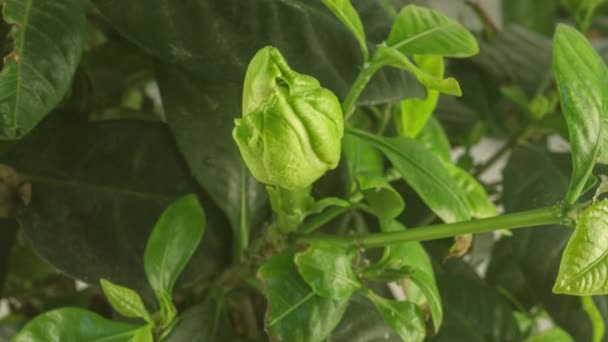 Zeitraffer der schönen weißen Gardenia Jasminblüte, die auf grünem Hintergrund blüht. 4k video. Valentinstag, Muttertag, Frühling, Feiertag, Liebe, Geburtstag, Osterkonzept. — Stockvideo