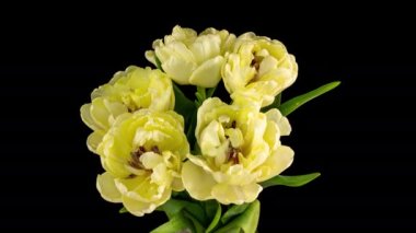 Sarı lale açılış süresi siyah arka planda, alfa kanalı. Makro atış. Siyah arka planda, Bahar Zamanı, Mutlu Anneler Günü, Sevgililer Günü, Paskalya, 8k, 7680X4320