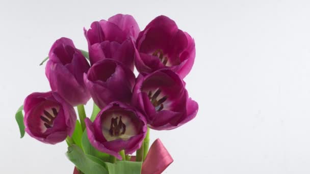 Abertura de belo grande buquê de flor de tulipas rosa no fundo branco. Na Primavera. Férias. Celebração, Páscoa, Amor, aniversário Timelapse. Fecha. 4K — Vídeo de Stock