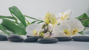 Çiçek açan beyaz orkide, spa konsepti