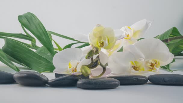 Time lapse of blooming white orchid, spa concept — Stock Video