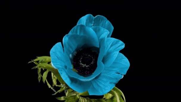 Red anemone blooms on a black background, time lapse — Stock Video