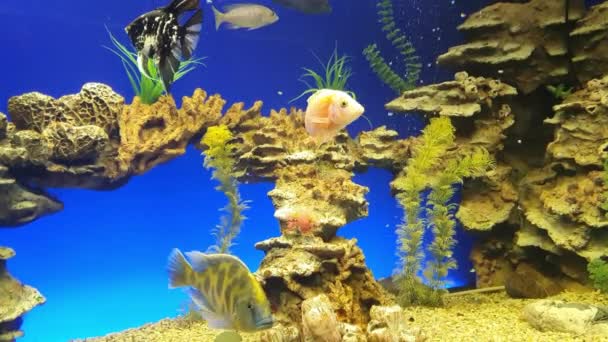 緑の植物と青い背景に多くの魚と美しい淡水水族館。魚の大規模な群れと淡水水族館。白い小石と水族館の風景。アクアスペース. — ストック動画