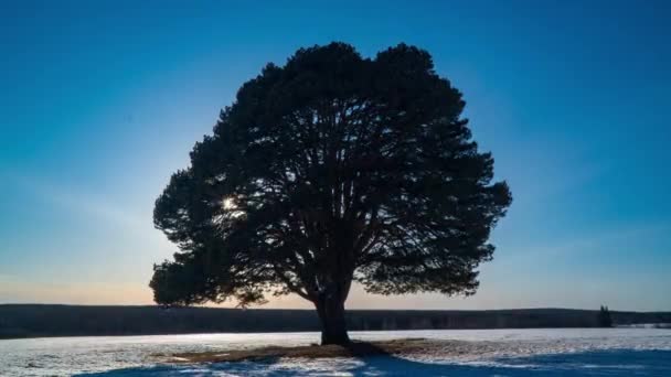 Hiperlapso hermoso atardecer en el fondo de un pino solitario en un campo, lapso de tiempo, paisaje de primavera, nieve se derrite, 4k — Vídeo de stock