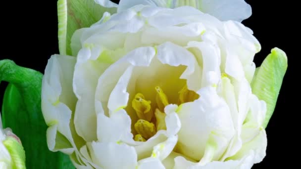 Čas vypršel bílá tulipán květ kvetoucí na černém pozadí zblízka, makro záběr — Stock video
